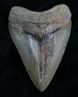 Light Colored Megalodon Tooth #4641-1